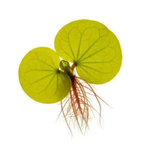 Spirodela polyrrhiza - Spirodela polyrrhiza (w nowszej pisowni botanicznej Spirodela polyrhiza), czyli spirodela wielokorzeniowa, potocznie nazywana rz�s�, to niewielka ro�lina p�ywaj�ca z rodziny rz�sowatych (Lemnaceae). Jest wyra�nie wi�ksza i bardziej dekoracyjna od pospolitej rz�sy drobnej - tworzy na p...