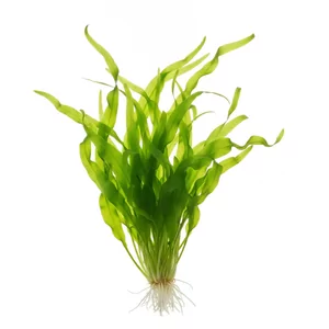 Vallisneria asiatica - Vallisneria asiatica, czyli nurzaniec azjatycki, to klasyczna ro�lina akwariowa z rodziny �abi�ciekowatych (Hydrocharitaceae), tworz�ca rozety d�ugich, ta�mowatych li�ci skr�conych spiralnie na kszta�t korkoci�gu. Wed�ug rewizji rodzaju przeprowadzonej przez Lowdena i Cooka jest...