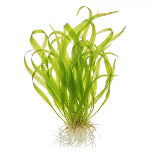 Vallisneria tortifolia - Vallisneria tortifolia, nazywana nurza�cem skr�tolistnym, to jedna z najbardziej dekoracyjnych form nurza�ca spiralnego. W�skie, ciasno skr�cone w spiral� li�cie tworz� zwarte k�py, kt�re wprowadzaj� do akwarium ruch i wyrazist� faktur�. To �atwa ro�lina akwariowa, polecana zar�wno pocz�tkuj�cym,...
