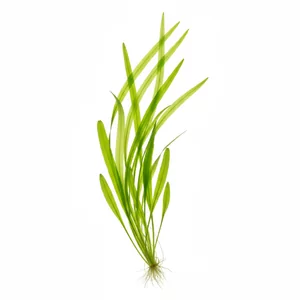 Vallisneria americana - Vallisneria americana, czyli nurzaniec ameryka�ski, to klasyczna ro�lina akwariowa o d�ugich, ta�mowatych li�ciach, kt�ra w sprzyjaj�cych warunkach tworzy g�ste podwodne ��ki. Na tej stronie zebrali�my jej popularne formy handlowe - okaza�� Gigantea, dawniej sprzedawan� jako Vallisne...