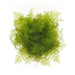 Amblystegium serpens - Amblystegium serpens, w akwarystyce nazywany mchem Nano moss, to jeden z najdrobniejszych mch�w stosowanych w akwarium. Pod wod� tworzy delikatne, wzniesione p�dy o miniaturowych listkach, dzi�ki kt�rym �wietnie oddaje skal� w ma�ych zbiornikach. Na tej stronie zebrali�my formy tego mchu ...