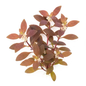 Alternanthera sessilis - Alternanthera sessilis, po polsku alternantera bezszypu�kowa, to ziemnowodna ro�lina �odygowa z rodziny szar�atowatych (Amaranthaceae), ceniona za winnoczerwone p�dy i li�cie o purpurowym spodzie. W sklepach najcz�ciej spotyka si� jej czerwon� form� rubra. To znakomita ro�lina do p...
