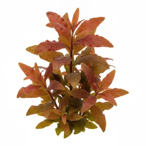 Ammannia senegalensis - Ammannia senegalensis, po polsku amania senegalska, to afryka�ska ro�lina �odygowa z rodziny krwawnicowatych (Lythraceae), ceniona za miedziane i br�zowoczerwone wybarwienie li�ci. Nale�y do bardziej wymagaj�cych, ale bardzo dekoracyjnych gatunk�w, a w por�wnaniu z pokrewn� Ammannia g...