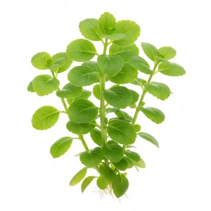 Bacopa crenata - Bacopa crenata, czyli bakopa karbowana, to afryka�ska ro�lina bagienna o mi�sistych �odygach i jasnozielonych, karbowanych na brzegu li�ciach. W akwarium tworzy zwarte, niewysokie k�py i jest ciekaw� alternatyw� dla popularniejszych bakop. Na tej stronie zebrali�my wszystkie formy tego gat...