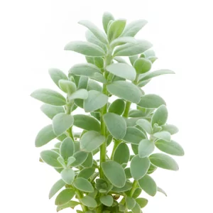 Bacopa lanigera - Bacopa lanigera, w polskiej nomenklaturze bakopa omszona, to brazylijska ro�lina bagienna rozpoznawalna po g�sto, we�ni�cie ow�osionych �odygach i jasnej, cz�sto bia�awej siateczce nerw�w na li�ciach. W akwarium tworzy okaza�e, jasnozielone k�py, a w paludarium regularnie kwitnie na niebies...