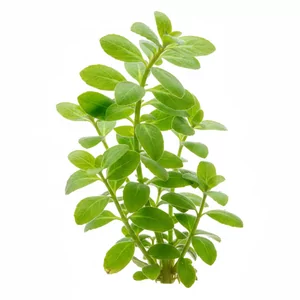 Bacopa madagascariensis - Bacopa madagascariensis to rzadko spotykana w sprzeda�y ro�lina �odygowa z Madagaskaru, ceniona za mi�siste �odygi i jasnozielone, naprzeciwleg�e li�cie, kt�re zachowuj� zielon� barw� tak�e pod mocnym �wiat�em. Gatunek nie ma ugruntowanej polskiej nazwy, dlatego pos�ugujemy si� nazw...