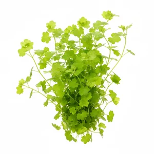 Cardamine lyrata - Cardamine lyrata, czyli rze�ucha lirowata, to jasnozielona ro�lina �odygowa z rodziny kapustowatych, pochodz�ca z ch�odniejszych rejon�w wschodniej Azji. Okr�g�awe, lekko karbowane li�cie nadaj� jej wyj�tkowo delikatny, �wie�y wygl�d. To jedna z niewielu ro�lin akwariowych, kt�re najlep...