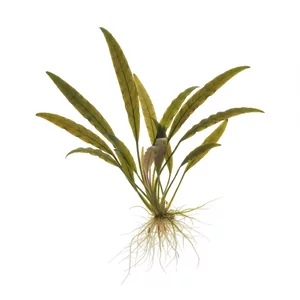Cryptocoryne willisii - Cryptocoryne x willisii, po polsku kryptokoryna Willisa, to niewielka ro�lina akwariowa ze Sri Lanki, od lat ceniona za odporno�� i skromne wymagania. W handlu wci�� cz�sto spotyka si� j� pod dawn�, b��dn� nazw� Cryptocoryne nevillii. Na tej stronie zebrali�my wszystkie formy tego ga...
