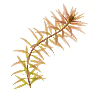 Didiplis diandra - Didiplis diandra, znana pod polsk� nazw� peplis dwupr�cikowy, to delikatna ro�lina akwariowa z rodziny krwawnicowatych (Lythraceae) o cienkich p�dach i w�skich, igie�kowatych li�ciach. W dobrym �wietle wierzcho�ki p�d�w przebarwiaj� si� na miedziano-czerwono, dzi�ki czemu gatunek jest cenio...