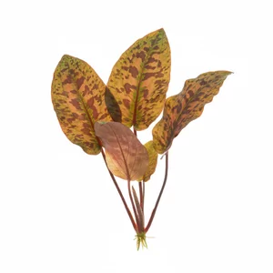 Echinodorus Ozelot - Echinodorus \'Ozelot\' to jeden z najpopularniejszych kultywar�w �abienic, wyhodowany w szk�ce Hansa Bartha w Dessau i znany w akwarystyce od 1995 roku. Nazw� zawdzi�cza ciemnym plamom na li�ciach, kt�re z daleka przypominaj� umaszczenie ocelota. To �atwa i efektowna ro�lina akwariowa, a na t...