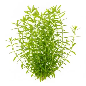 Gratiola viscidula - Gratiola viscidula to rzadka i stosunkowo nowa w handlu ro�lina akwariowa ze wschodniej cz�ci Ameryki P�nocnej, znana pod angielsk� nazw� Short\'s hedgehyssop. Nale�y do rodzaju konitrut (Gratiola) i jest spokrewniona z europejskim konitrutem b�otnym, cho� wygl�dem wyra�nie si� od niego...