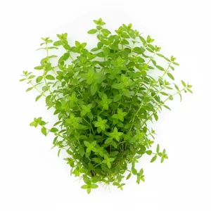 Hedyotis salzmannii - Hedyotis salzmannii, znana tak�e pod synonimem Oldenlandia salzmannii, to delikatna ro�lina �odygowa z po�udniowej cz�ci Ameryki Po�udniowej. W handlu bywa�a b��dnie oferowana jako Bacopa sp. \'Pantanal\', poniewa� drobnymi, naprzeciwleg�ymi listkami przypomina kompaktowe bakopy. To...