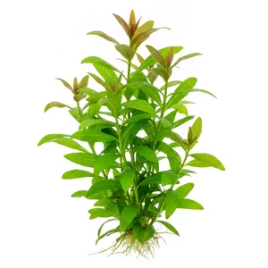 Hygrophila lacustris - Hygrophila lacustris, w polskiej nomenklaturze hygrofila jeziorna, to �odygowa ro�lina akwariowa z p�ytkich w�d bagien i brzeg�w zbiornik�w wodnych w po�udniowo-wschodniej cz�ci Ameryki P�nocnej oraz na Karaibach. Tworzy wyprostowane p�dy z w�skimi, jasnozielonymi li��mi podwodnymi i doskonal...