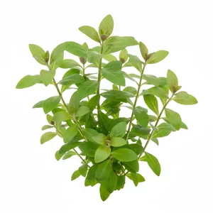 Hygrophila ringens - Hygrophila ringens to �odygowa ro�lina akwariowa z teren�w podmok�ych tropikalnej i subtropikalnej Azji oraz p�nocnej Australii, znana w handlu tak�e jako Hygrophila salicifolia lub Hygrophila \'Angustifolia\'. D�ugie, w�sko lancetowate li�cie i proste p�dy tworz� w akwarium eleganck�, p...