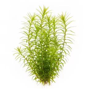 Juncus repens - Juncus repens to jedyny przedstawiciel rodziny sitowatych uprawiany w akwarium - trawiasta ro�lina akwariowa o nietypowym pokroju, ��cz�cym cechy ro�lin �odygowych i rozetowych. W handlu znana jako Creeping rush lub Lesser creeping rush. Na tej stronie zebrali�my formy tego gatunku d...