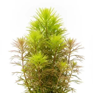 Limnophila sp. Vietnam - Limnophila sp. Vietnam, oferowana tak�e pod nazwami Mini Vietnam lub Vietnam Mini, to drobna ro�lina akwariowa �odygowa z rodziny babkowatych (Plantaginaceae), rosn�ca p�o��co lub krzaczasto. Tworzy g�ste, jasnozielone k�py o gwia�dzistych wierzcho�kach p�d�w i jest ciekaw� altern...