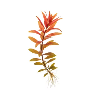 Ludwigia arcuata - Ludwigia arcuata, po polsku ludwigia drobna, to jedna z najdelikatniej wygl�daj�cych ludwigii - jej w�skie, igie�kowate li�cie przy mocnym �wietle przybieraj� pomara�czow�, miedzian� i intensywnie czerwon� barw�. Ta ro�lina akwariowa z po�udniowo-wschodnich Stan�w Zjednoczonych jest cenio...