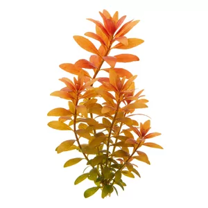 Ludwigia inclinata - Ludwigia inclinata, po polsku ludwigia nachylona, to bardzo zmienny gatunek z Ameryki �rodkowej i Po�udniowej, obejmuj�cy zar�wno formy o li�ciach skr�toleg�ych, jak i efektowne formy ok�kowe znane jako Ludwigia inclinata var. verticillata. Ta ro�lina akwariowa zachwyca miedzianoczerwo...