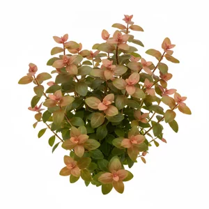 Ludwigia ovalis - Ludwigia ovalis, w handlu znana jako Oval Ludwigia, to wschodnioazjatycka ro�lina �odygowa z rodziny wiesio�kowatych, ceniona za owalne li�cie w odcieniach z�ota, pomara�czu i r�u. W odr�nieniu od wi�kszo�ci ludwigii uprawianych w akwarium ma li�cie u�o�one skr�tolegle, po jednym w ka�dym w�le...