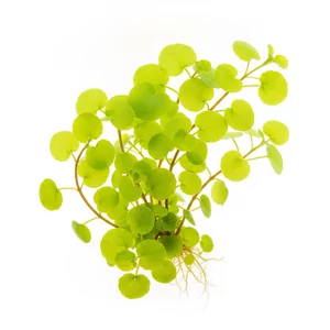 Lysimachia nummularia - Lysimachia nummularia, czyli toje�� rozes�ana, to wieloletnia ro�lina bagienna z rodziny pierwiosnkowatych, rodzima dla Europy �rodkowej i powszechna r�wnie� w Polsce. Nazwa gatunkowa oznacza \"podobna do monety\" i nawi�zuje do okr�g�ych li�ci, a nazwa rodzajowa upami�tnia kr�la Lizymac...