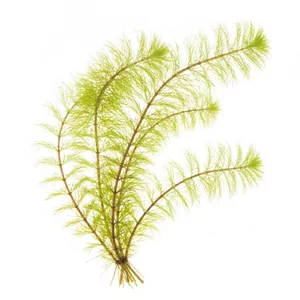 Mayaca fluviatilis - Mayaca fluviatilis, czyli majaka rzeczna, to delikatna ro�lina �odygowa o bardzo drobnych, igie�kowatych li�ciach, kt�re nadaj� jej mi�kki, niemal mchowy wygl�d. W dobrze o�wietlonym akwarium z mi�kk� wod� tworzy puszyste, jasnozielone k�py. To ro�lina akwariowa dla akwaryst�w, kt�rzy potrafi�...