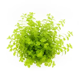 Micranthemum umbrosum - Micranthemum umbrosum, czyli mikrantemum okr�g�olistne, to delikatna ro�lina akwariowa o cienkich p�dach i drobnych, okr�g�ych li�ciach. Tworzy g�ste, jasnozielone k�py, kt�re w mocnym �wietle mog� p�o�y� si� po pod�o�u. Od lat jest cenionym elementem akwari�w holenderskich i aran�acji ro�li...