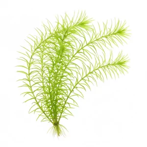 Najas guadalupensis - Najas guadalupensis, znana w Polsce jako najas ma�y, a w handlu jako Guppy grass, to niezwykle �atwa i szybko rosn�ca ro�lina akwariowa o cienkich p�dach i w�skich li�ciach. Mo�e swobodnie dryfowa� w toni lub by� posadzona w pod�o�u, tworz�c w kr�tkim czasie g�ste, spl�tane zaro�la. Na te...