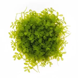 Plagiomnium Pearl moss - Plagiomnium cf. affine, znany w handlu jako Pearl moss, to rzadki mech li�ciasty ceniony za drobne, zaokr�glone listki u�o�one wzd�u� p�d�w niczym sznur pere�. W akwarium tworzy niskie, wzniesione k�pki, kt�re nadaj� aran�acji dojrza�y i naturalny charakter. Na tej stronie zebrali�...