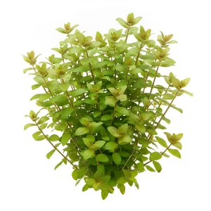 Pogostemon yatabeanus - Pogostemon yatabeanus to rzadko spotykana ro�lina akwariowa z rodziny jasnotowatych, kt�ra w naturze zasiedla bagna, mokrad�a i pola ry�owe Azji Wschodniej. W literaturze botanicznej wyst�puje tak�e pod synonimami Dysophylla yatabeana i Eusteralis yatabeana - gatunek opisa� w 1898...