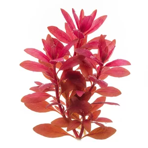Rotala macrandra - Rotala macrandra, po polsku rotala makrandra, to jedna z najbardziej efektownych czerwonych ro�lin �odygowych, pochodz�ca z po�udniowych Indii. W handlu znana jest r�wnie� jako Giant Red Rotala, a jej nazwa gatunkowa nawi�zuje do d�ugich pr�cik�w. Ta strona obejmuje form� typow� gatunku ora...