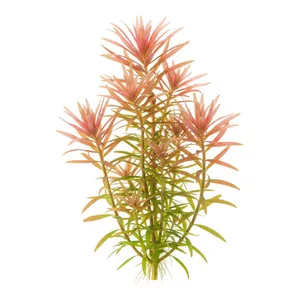 Rotala nanjenshan - Rotala nanjenshan, w literaturze botanicznej opisywana jako Rotala sp. \'Nanjenshan\', to delikatna ro�lina �odygowa z Tajwanu o w�skich, igie�kowatych li�ciach u�o�onych w ok�ki. Nazwa pochodzi od okolic Nanjenshan, gdzie znajduje si� jedyne znane stanowisko naturalne tej rotali. Pols...