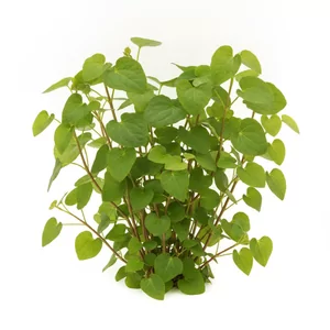 Saururus cernuus - Saururus cernuus, czyli jaszczurzec pochylony, to bagienna ro�lina �odygowa z rodziny jaszczurcowatych (Saururaceae), ceniona za sercowate, jasnozielone li�cie. Klasyczna ro�lina akwariowa stylu holenderskiego, znana tam jako \"Leidener Plant\", dobrze sprawdza si� r�wnie� w paludarium i...