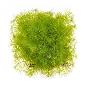 Utricularia graminifolia - Utricularia graminifolia, w akwarystyce cz�sto nazywana w skr�cie UG, to trawiasta ro�lina akwariowa z rodzaju p�ywacz (Utricularia), tworz�ca w akwarium jasnozielony, puszysty trawnik przypominaj�cy dzik� ��k�. Jest jedn� z nielicznych ro�lin mi�so�ernych uprawianych pod wod�. Na ...