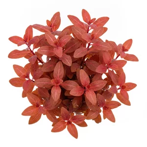 Alternanthera Red Ruby - Alternanthera Red Ruby to jeden z najefektowniejszych kultywar�w z kr�gu form Alternanthera reineckii, rozpoznawalny po rubinowym, wyra�nie ja�niejszym unerwieniu odcinaj�cym si� od ciemnoczerwonej blaszki. W ofercie sklepu dost�pna jest w wersji in-vitro, czyli jako sterylne sadzonk...