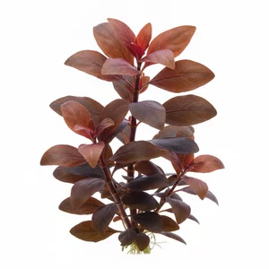 Alternanthera Bronze - Alternanthera Bronze to forma handlowa z kr�gu Alternanthera reineckii, ceniona za niecodzienn�, br�zowoczerwon� barw� li�ci z metalicznym, br�zowym podtonem. Jest jedn� z �ywotniejszych i szybciej rosn�cych czerwonych ro�lin akwariowych z tego rodzaju, przez co uchodzi za dobry w...