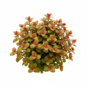 Ammania Bonsai - Ammannia sp. \"Bonsai\" to jedna z najbardziej rozpoznawalnych niskich ro�lin �odygowych w akwarystyce - zwarta, o grubych, prosto wzniesionych p�dach i okr�g�awych li�ciach. Pod t� handlow� nazw� kryje si� w rzeczywisto�ci Rotala indica, bywaj�ca nazywana rotal� indyjsk�, kt�r� przez dziesi...