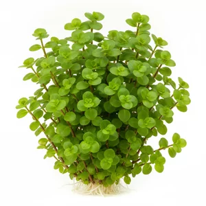 Bacopa japan - Bacopa Japan to jedna z najbardziej uniwersalnych drobnolistnych ro�lin akwariowych ostatnich lat - tworzy niskie, g�ste k�py o �wie�ej, jasnozielonej barwie. Pod wzgl�dem botanicznym ro�lina zosta�a oznaczona jako Bacopa serpyllifolia, gatunek szeroko rozprzestrzeniony w tropikalnej Ameryc...