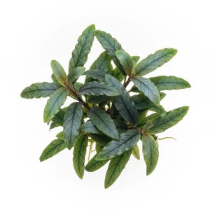 Bucephalandra Biblis - Bucephalandra Biblis to jedna z form handlowych bucefalandry - wolno rosn�cej, k��czowej ro�liny akwariowej z rodziny obrazowatych, wyst�puj�cej naturalnie w strumieniach Borneo. Odmiana nie ma przypisanego epitetu gatunkowego ani ustalonej nazwy polskiej i wyst�puje w obrocie wy�...
