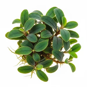 Bucephalandra blue green - Bucephalandra blue green to popularna forma handlowa bukefalandry, ceniona za oliwkowozielone li�cie z wyra�nym, niebieskawym refleksem. Jest to ro�lina akwariowa z rodziny obrazkowatych, endemiczna dla Borneo, gdzie porasta kamienie i korzenie w nurcie strumieni. W polski...