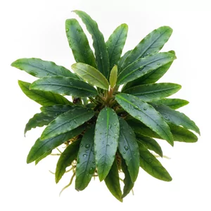 Bucephalandra Diabolica - ?
Bucephalandra Diabolica to drobna, wolno rosn�ca ro�lina akwariowa z Borneo, w Polsce znana po prostu jako bucefalandra. Gatunek Bucephalandra diabolica opisano naukowo w 2014 roku z Kalimantanu, gdzie ro�nie jako obligatoryjny reofit na granitowych g�azach w nurcie rzek ...