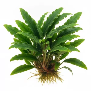 Bucephalandra Green Wavy - ?
Bucephalandra Green Wavy to jedna z najpopularniejszych form handlowych bucefalandry - wolno rosn�cej ro�liny akwariowej z rodziny obrazkowatych, endemicznej dla wysp Borneo. W polskim obiegu akwarystycznym funkcjonuje pod zwyczajow� nazw� bucefalandra, a przydomek Green...