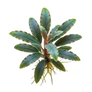 Bucephalandra Kedagang - ?
Bucephalandra Kedagang to jedna z najlepiej znanych i najcz�ciej uprawianych form bucefalandry, ro�liny akwariowej z rodziny obrazkowatych pochodz�cej z Borneo. Nazwa handlowa nawi�zuje do rejonu pozyskania ro�lin macierzystych na Kalimantanie. Forma ta wyr�nia si� wyd�u�onymi,...