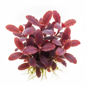 Bucephalandra mini red - ?
Bucephalandra mini red to drobna, wolno rosn�ca ro�lina akwariowa z Borneo, w polskiej akwarystyce nazywana potocznie bucefalandr�. Nazwa handlowa wskazuje na miniaturowy pokr�j oraz sk�onno�� li�ci do przybierania czerwonobr�zowych ton�w przy dobrym o�wietleniu. Jest to typowy re...
