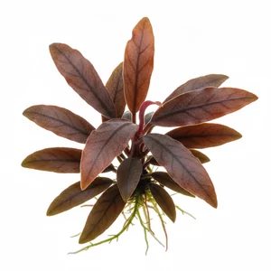 Bucephalandra red - ?
Bucephalandra red to zbiorcza nazwa handlowa dla czerwono i bordowo wybarwiaj�cych si� form bucefalandry - wolno rosn�cej ro�liny akwariowej z rodziny obrazowatych, endemicznej dla Borneo. Pod tym okre�leniem trafiaj� do sklep�w zwykle drobnolistne kultywary o br�zowoczerwonych, met...