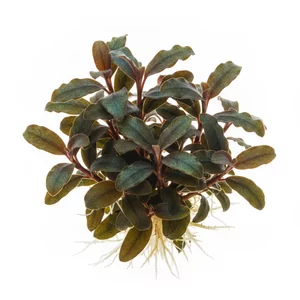 Bucephalandra Theia - ?
Bucephalandra Theia to forma handlowa o �redniej wielko�ci li�ciach, ��cz�ca odporno�� typow� dla ca�ego rodzaju z dekoracyjnym, metalicznym po�yskiem blaszek. Nazwa odnosi si� do kultywaru, a nie do gatunku botanicznego, i nie posiada odpowiednika w polskim nazewnictwie. Jak wsz...