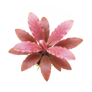 Cryptocoryne Pink Panther - ?
Cryptocoryne Pink Panther to nowa, selekcjonowana odmiana kryptokoryny, w handlu opisywana najcz�ciej jako Cryptocoryne wendtii \"Pink Panther\". Wyr�nia j� pastelowe, r�owe wybarwienie li�ci - barwa rzadko spotykana w�r�d ro�lin akwariowych, kt�re w wi�kszo�ci pozostaj� zielone lub b...