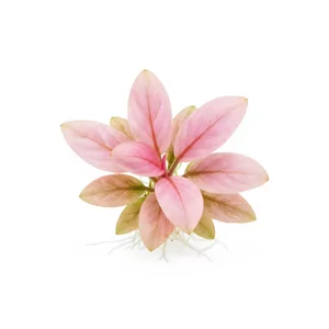 Cryptocoryne Flamingo - ?
Cryptocoryne Flamingo to najbardziej rozpoznawalna r�owa odmiana kryptokoryny, w handlu opisywana zwykle jako Cryptocoryne wendtii \"Flamingo\". Powsta�a jako forma barwna rozmna�ana w kulturach in vitro i od lat uchodzi za jedn� z najbardziej po��danych kolorowych ro�lin akwar...