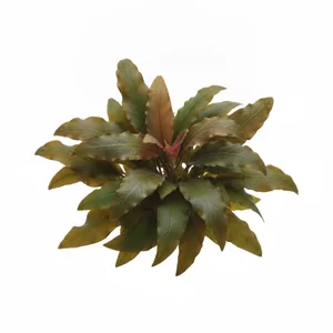 Echinodorus Afflame - ?
Echinodorus \'Afflame\' to efektowny kultywar �abienicy, kt�ry trafi� do handlu oko�o 2005 roku i szybko zyska� opini� jednej z najbardziej czerwonych ro�lin rozetowych do akwarium. W ofercie sklep�w bywa zapisywany tak�e jako Echinodorus Aflame, a rodzaj Echinodorus nosi polsk� nazw� �a...