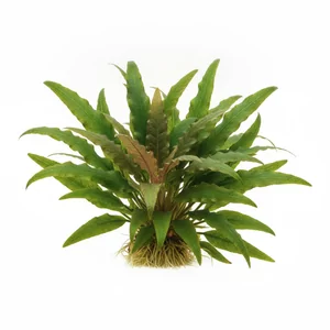 Echinodorus Aquartica - ?
Echinodorus Aquartica to niewielki kultywar �abienicy o okr�g�ych, jasnozielonych li�ciach, ceniony za wyj�tkow� �atwo�� uprawy. W odr�nieniu od wi�kszo�ci �abienic, kt�re szybko przerastaj� mniejsze zbiorniki, ta ro�lina akwariowa zatrzymuje si� na wysoko�ci oko�o 20 cm. �wie�a, jasn...