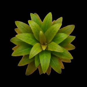 Echinodorus Frank Stoffels - ?
Echinodorus Frank Stoffels to efektowna odmiana hodowlana �abienicy, uzyskana przez Tomasa Kaliebego w niemieckiej firmie Zoologica Altlandsberg ze skrzy�owania odmian Ozelot i Kleiner Bar. Z tej samej krzy��wki pochodzi r�wnie� odmiana Lothario. W naturze hybryda nie wyst�puj...